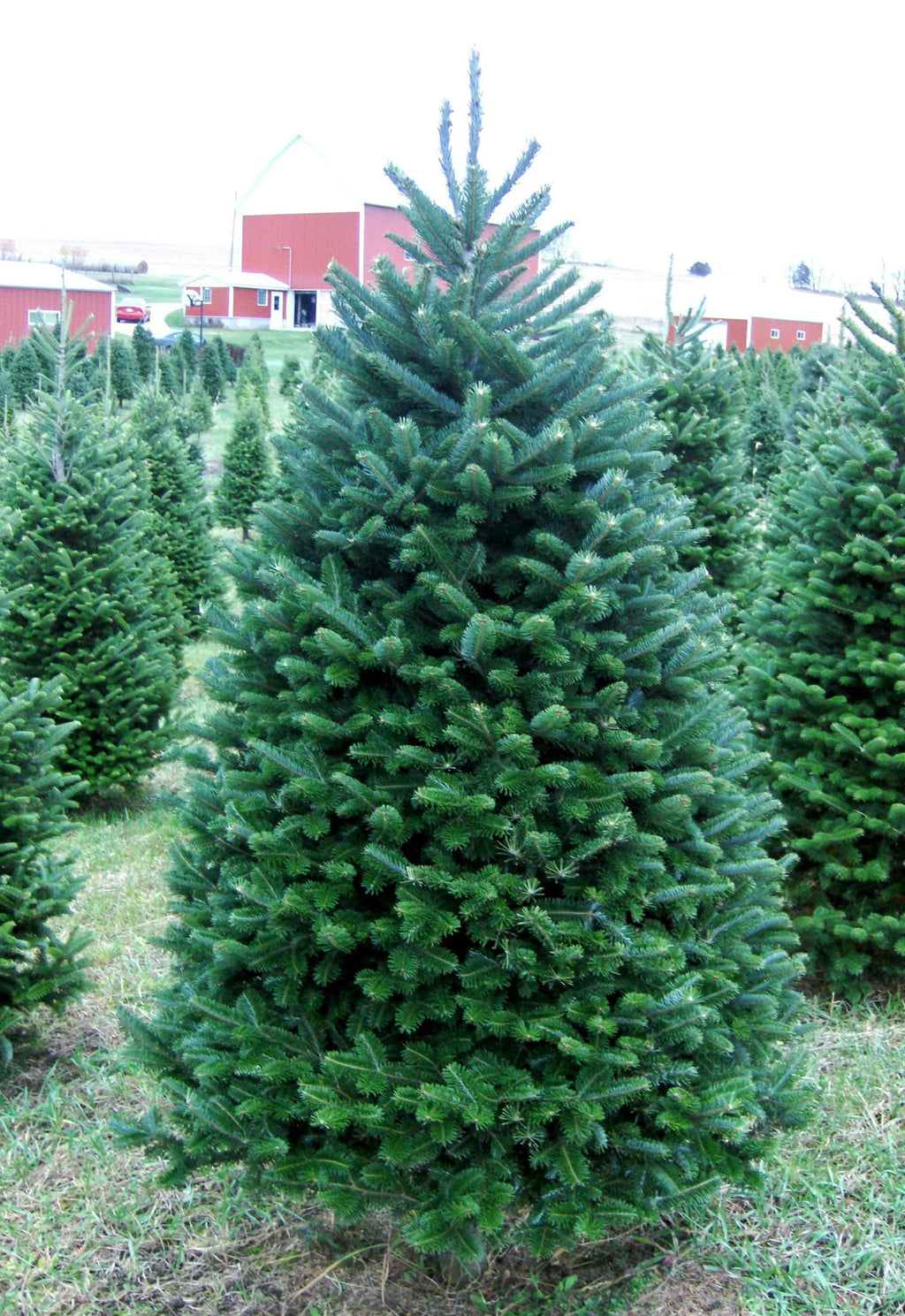 Fresh-Cut 6-Ft Balsam Fir Christmas Tree, Delivered