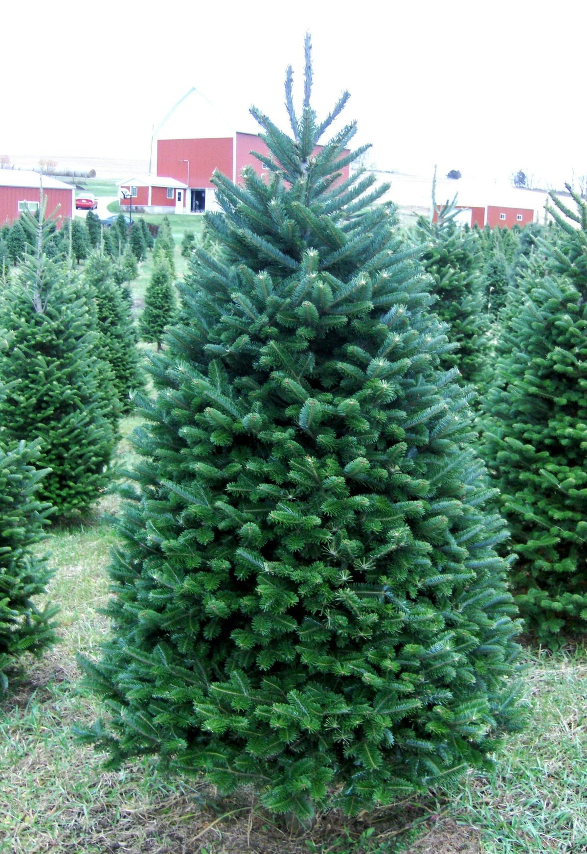 Fresh-Cut 6-Ft Balsam Fir Christmas Tree, Delivered