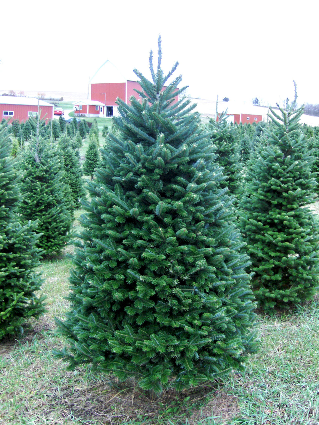 Fresh-Cut 6-Ft Balsam Fir Christmas Tree, Delivered