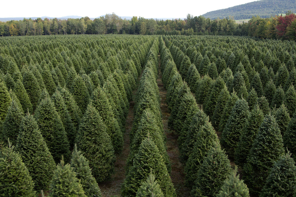 Fresh-Cut 6-Ft Balsam Fir Christmas Tree, Delivered