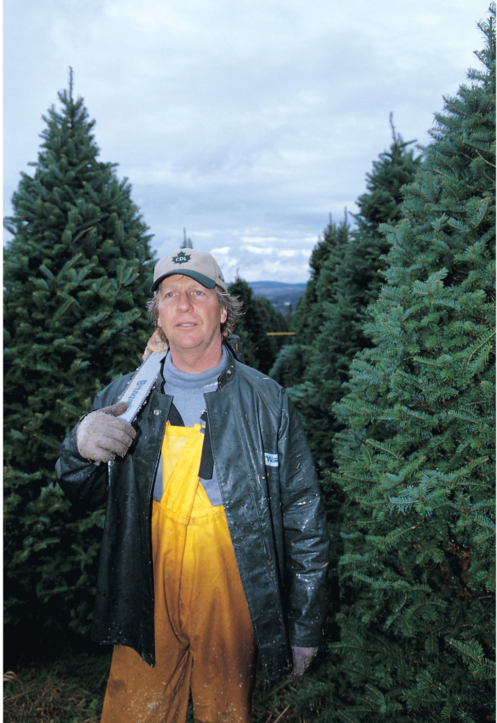 Fresh-Cut 6-Ft Balsam Fir Christmas Tree, Delivered