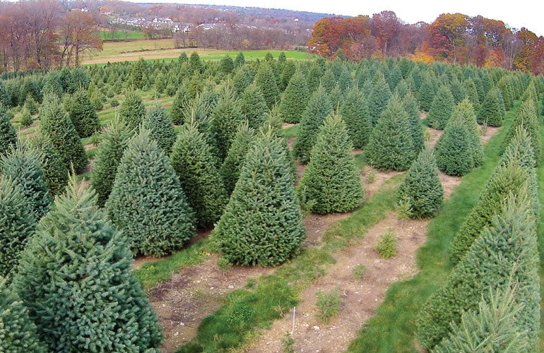 Fresh-Cut 6-Ft Balsam Fir Christmas Tree, Delivered